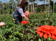 Mufidah Kalla Harapkan Florikultura Indonesia Bisa Bersaing di Pasar Bunga Dunia