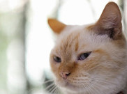 Kucing Ternyata Psikopat