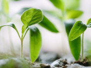 Gandeng Microsoft, Produsen Benih Siap Dukung Sistem Pertanian Berbasis Data