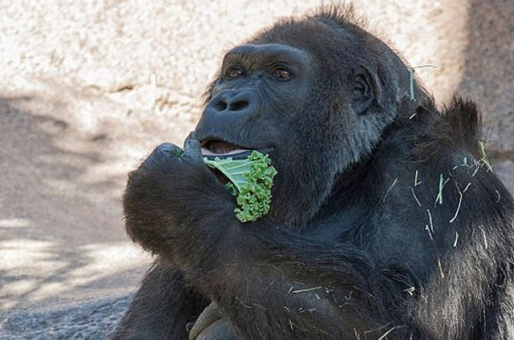 Vila, Gorila Tertua Kedua di Dunia Mati 