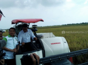 Hadiri Panen Raya, Mentan: Sudah Tiga Tahun Kita Tidak Impor Beras