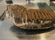 Jual Gigi Mammoth untuk Bantu Ukraina