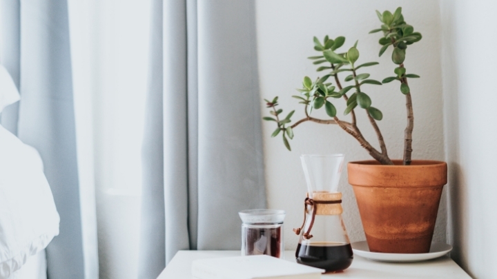 Tentukan ruangan dimana kamu akan menempatkan tanaman. (Foto: Unsplash/Nathan Dumlao)