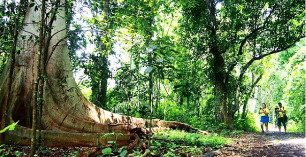 cagar alam tangkoko