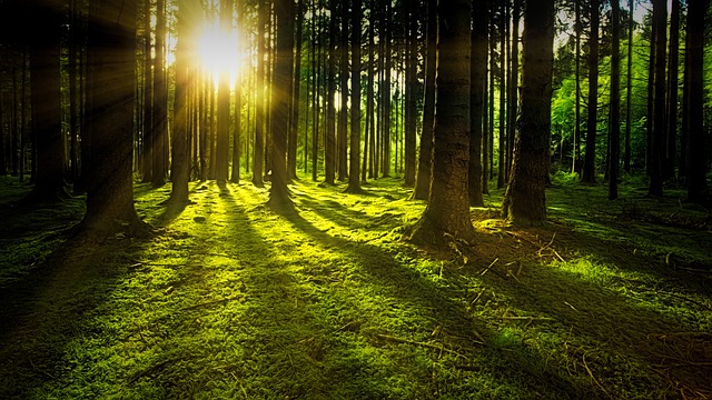 Tinggi vitamin D (Sumber: Pixabay/Jplenio)