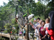 Pemkot Bandung Kirim Surat Teguran Terakhir ke Kebun Binatang