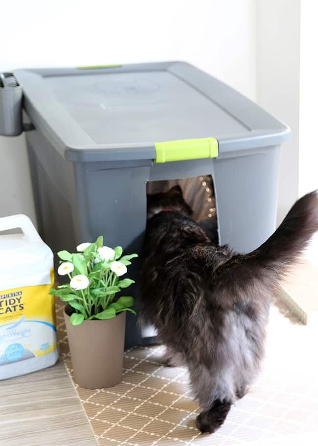 4 Hal Ini Perlu Kamu Siapkan Sebelum Berniat Memelihara Kucing