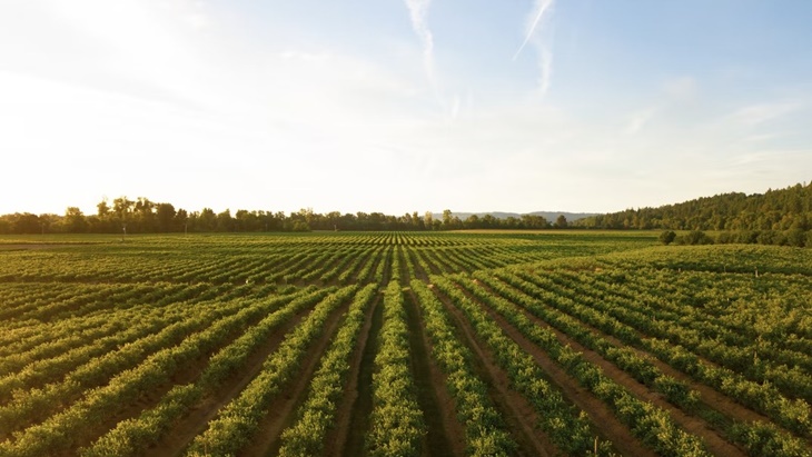 Peran Agritech Memperkuat Ekosistem Pertanian