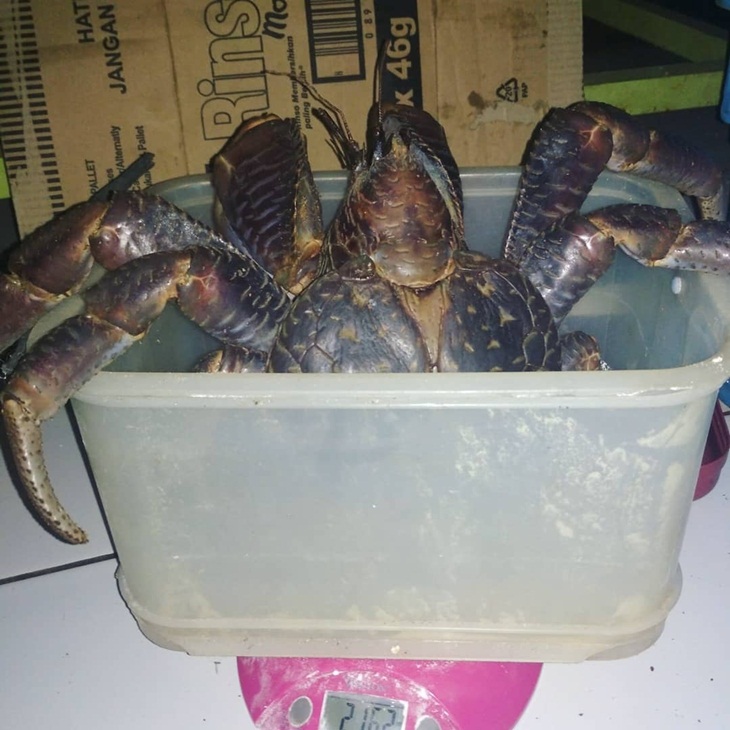 Kepiting kenari. (Foto: instagram.com/acong_hadi)