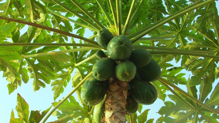Daun Pepaya, Pahit Tapi Menyehatkan