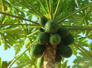 Daun Pepaya, Pahit Tapi Menyehatkan