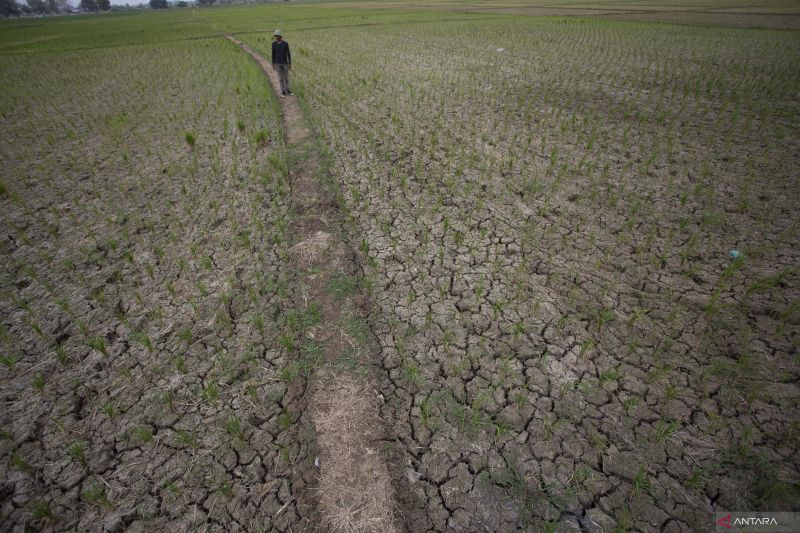 El Nino dan IOD Berpotensi Ganggu Ketahanan Pangan Nasional