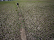El Nino dan IOD Berpotensi Ganggu Ketahanan Pangan Nasional