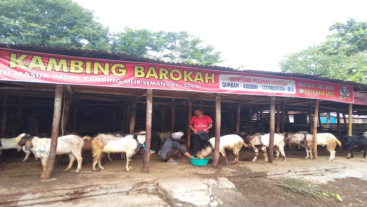 Pemilik hewan kurban kambing di Pasar Hewan Mojo, Solo, Jawa Tengah mengecek kesehatan hewan, Selasa (7/7). (MP/Ismail)