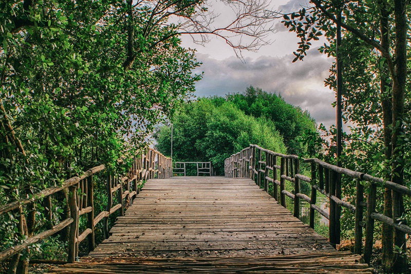 Indonesia Bakal Bikin Regulasi Perdagangan Karbon Mangrove