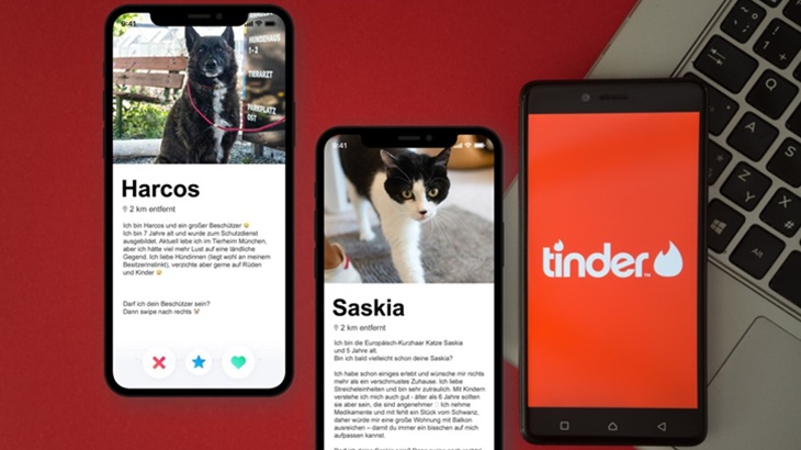 Si Meong Kesepian Juga Main Tinder
