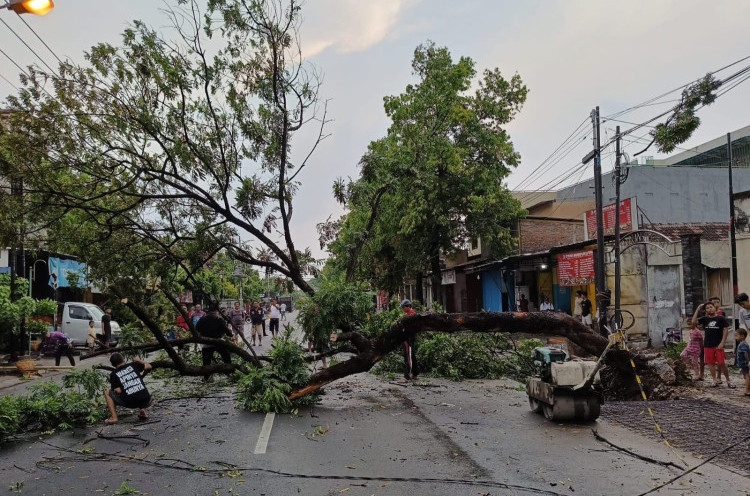 Diterjang Angin Kencang, Belasan Pohon di Solo Tumbang