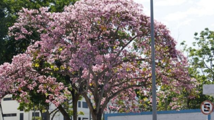Ingin Lihat Bunga Sakura Mekar? Datanglah ke Kebun Raya Cibodas