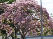 Ingin Lihat Bunga Sakura Mekar? Datanglah ke Kebun Raya Cibodas