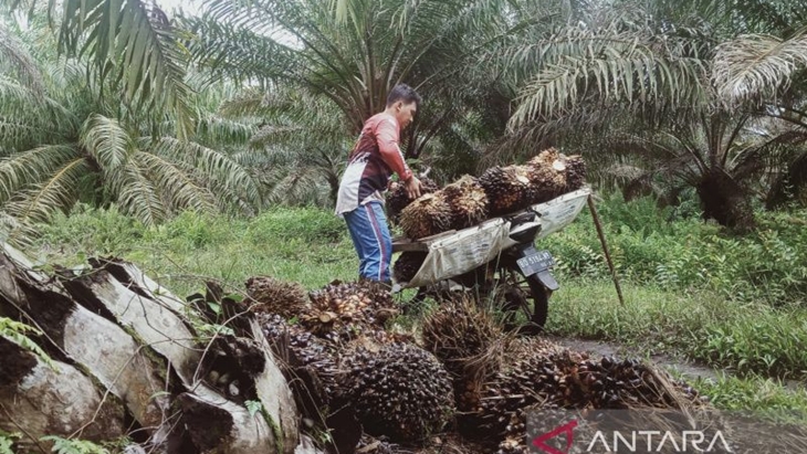 Kemendag Tetapkan Harga Referensi Minyak Sawit Naik 5,86 Persen