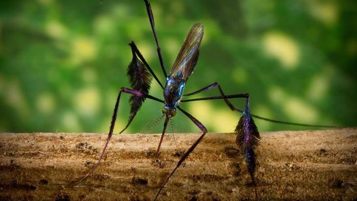 Sabethes, Nyamuk 'Terindah' di Dunia