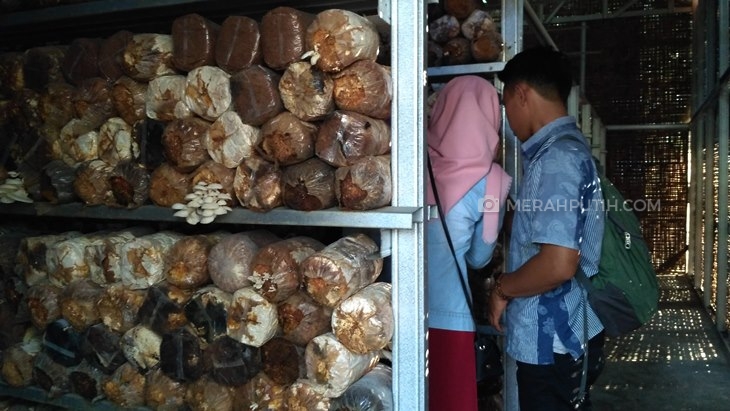 gamol yogya