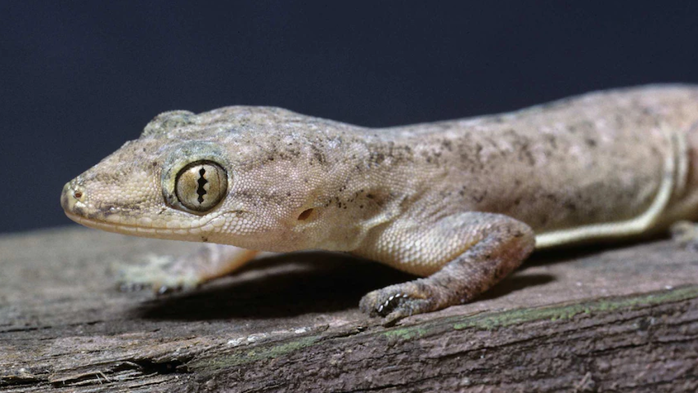 Kejatuhan kotoran cicak