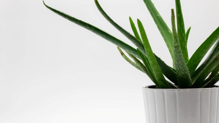 Aloe Vera salah satu tanaman yang berbahaya untuk hewan peliharaan. (Foto: unsplash/Ergita Sela)