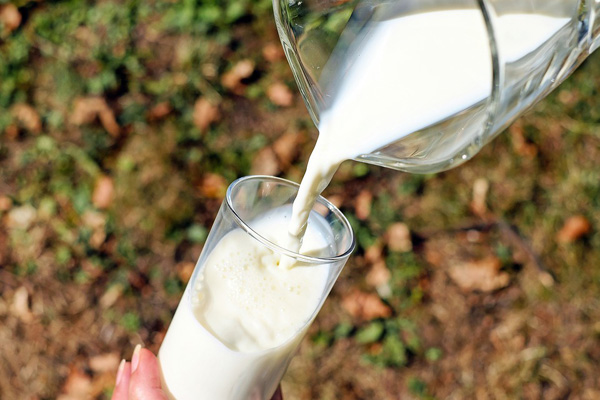 susu sapi