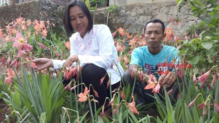 Bunga Amarilis Kembali Mekar, Bupati Gunungkidul Bersiasat 