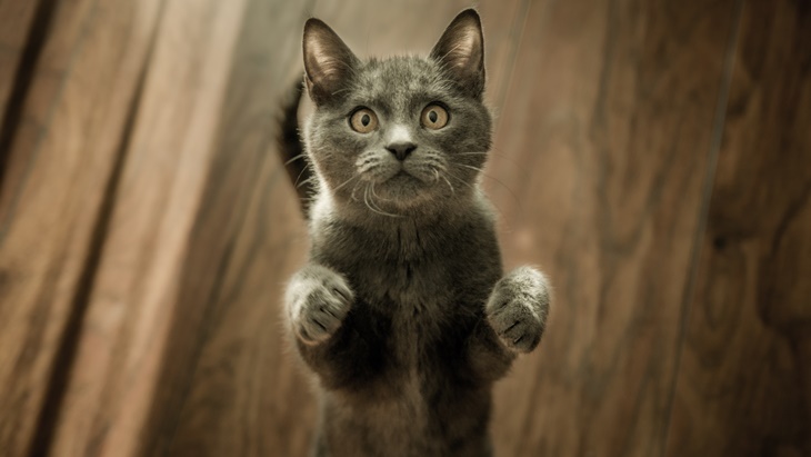 Bukan hanya Manusia, Kucing juga bisa Alami Kecemasan. Ini Tandanya