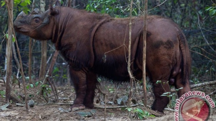 Melacak Keberadaan Badak Sumatera di Kalimantan