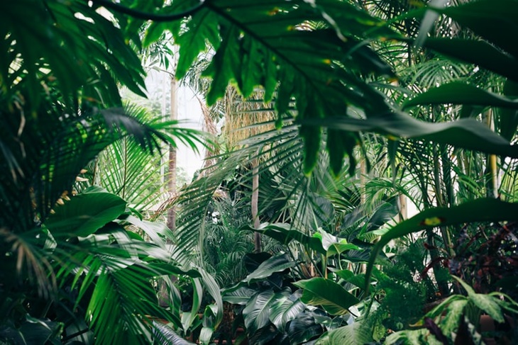 hutan