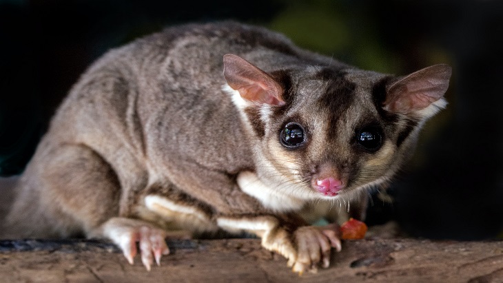 Cara Menjinakkan Sugar Glider