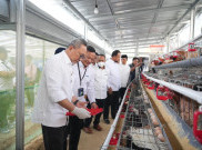 Kunjungi Rumah Pangan PNM, Menko Pangan Panen Brokoli hingga Ayam Petelur