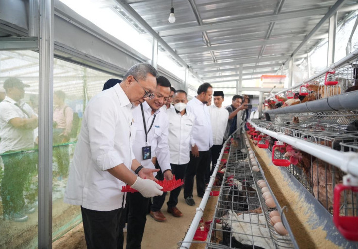 Kunjungi Rumah Pangan PNM, Menko Pangan Panen Brokoli hingga Ayam Petelur