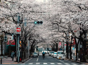 Ini Waktu Terbaik di tahun 2020 untuk Melihat Sakura di Jepang