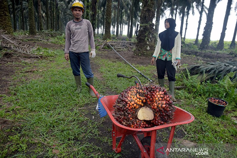 Lahan Sawit. (Foto: Antara)