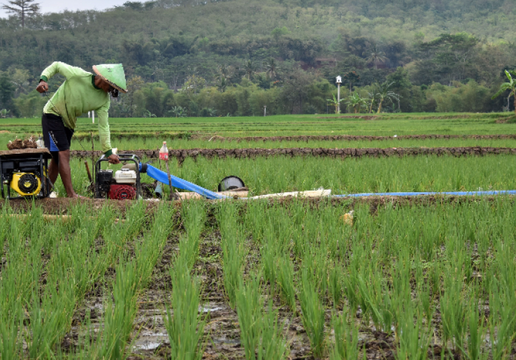 Petani Sambut Positif Rencana DPR Tinjau Lapangan Perhutanan Sosial