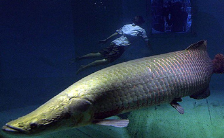 Ikan Arapaima Beredar di Banyumas, Kepolisian Tunggu Laporan Masyarakat