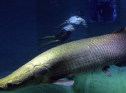 Ikan Arapaima Beredar di Banyumas, Kepolisian Tunggu Laporan Masyarakat