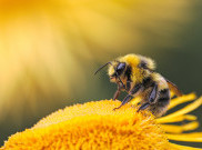 Lebah di Eropa Terancam Kehilangan Habitat