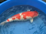 Dahsyat, Ini Dia Ikan Hidup Termahal di 2018, Harganya Bikin Melongo!