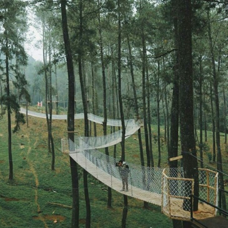 orchid forest cikole