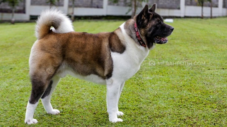 Melatih Anjing Jangan Bikin Bingung