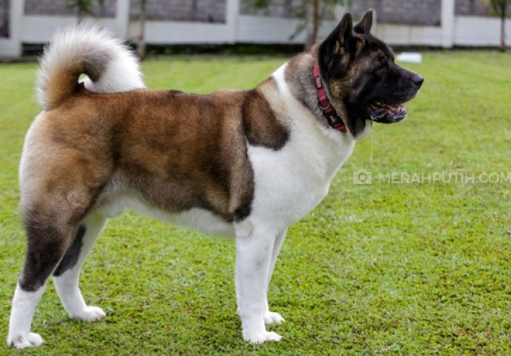 Melatih Anjing Jangan Bikin Bingung
