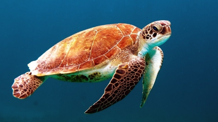 Segala Hal yang Perlu Kamu Tahu Tentang Hari Laut Sedunia 2021
