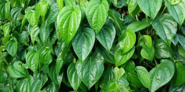 daun sirih