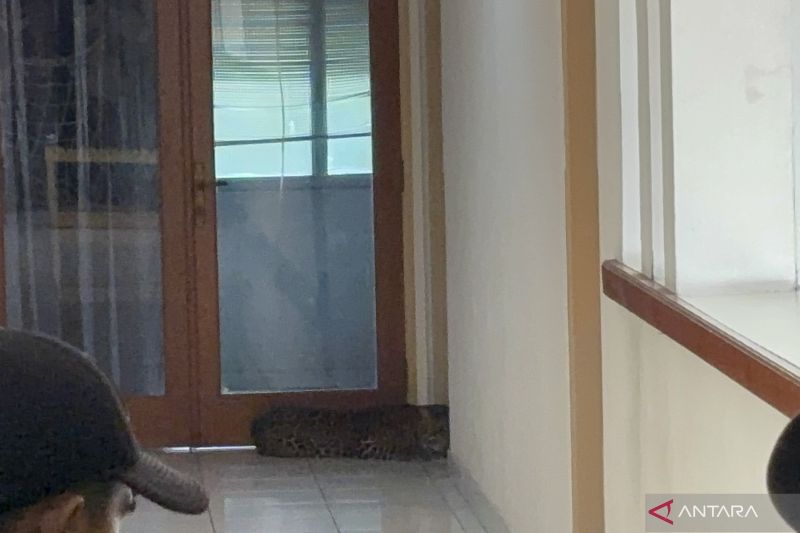 Heboh Macan Tutul Nyasar Masuk Hotel di Bandung, Diduga Kabur dari Lembang Park and Zoo