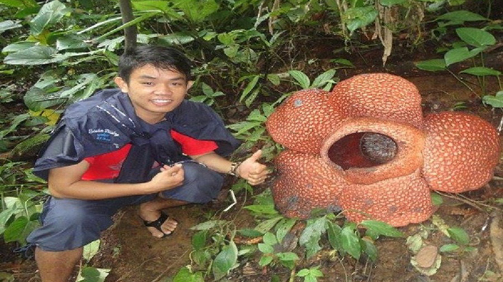 15 Bunga Rafflesia Arnoldii Mekar di Bukit Barisan